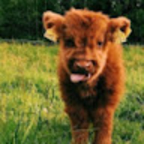 Meet your Posher, Peyton - Picture 1 of 1